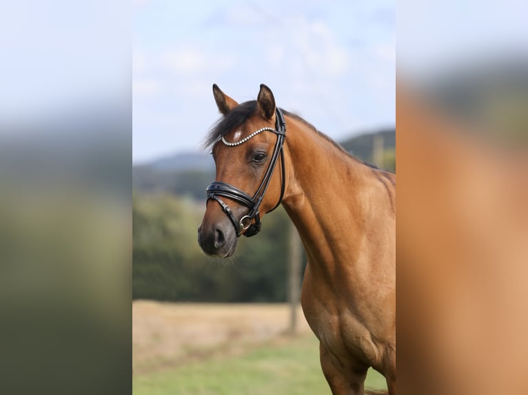 Poney de selle allemand Hongre 3 Ans 146 cm Isabelle in Tecklenburg