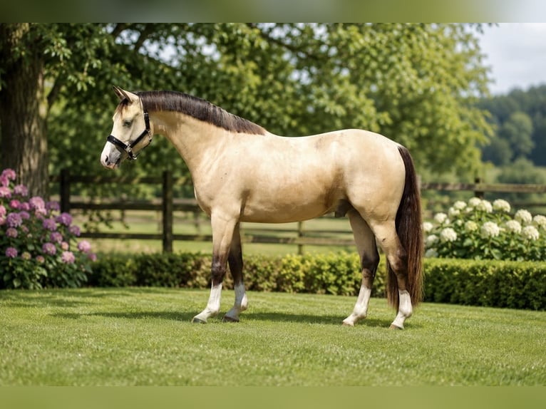 Poney de selle allemand Hongre 3 Ans 146 cm Isabelle in Badbergen
