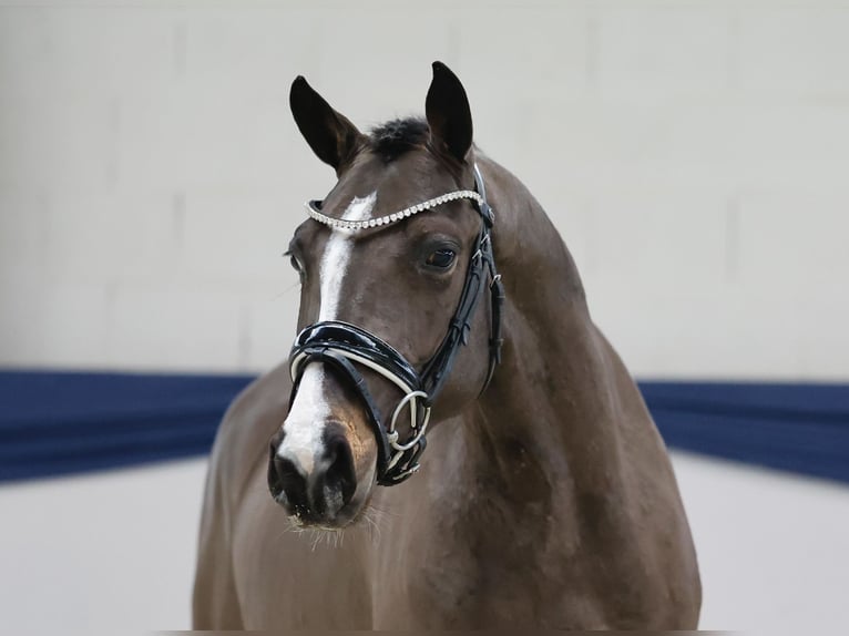 Poney de selle allemand Hongre 3 Ans 146 cm Isabelle in Marsberg