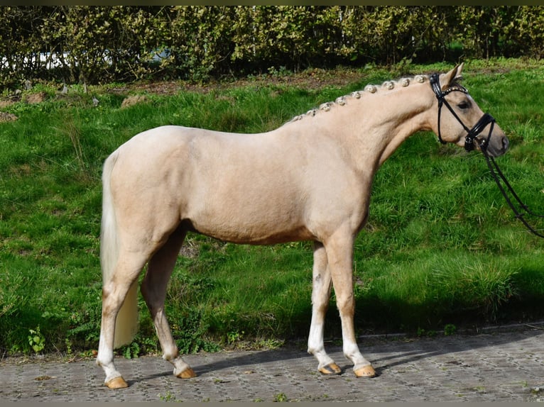 Poney de selle allemand Hongre 3 Ans 146 cm Palomino in Fürstenau