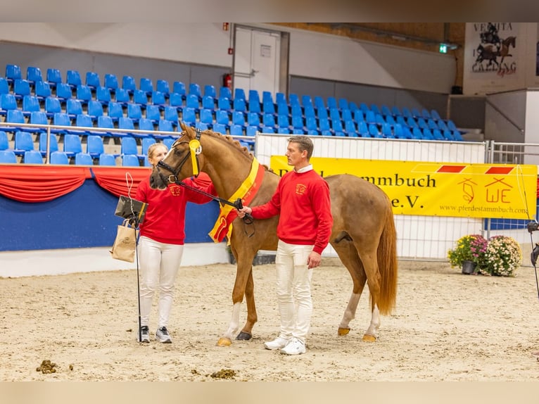 Poney de selle allemand Hongre 3 Ans 147 cm Alezan in Neuenkirchen-Vörden