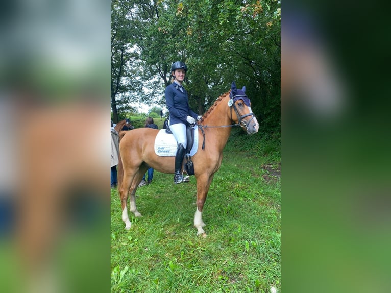 Poney de selle allemand Hongre 3 Ans 147 cm Alezan in Geboth