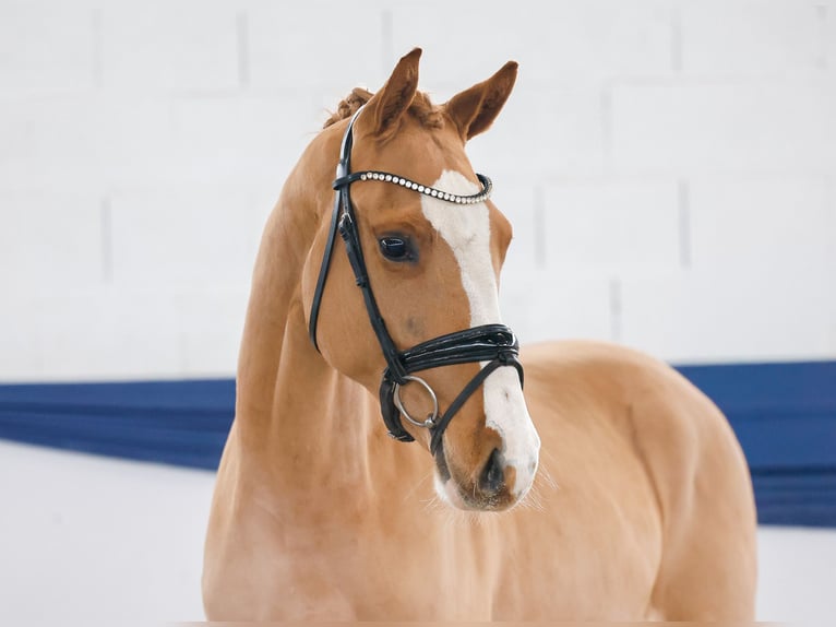 Poney de selle allemand Hongre 3 Ans 147 cm Alezan in Marsberg
