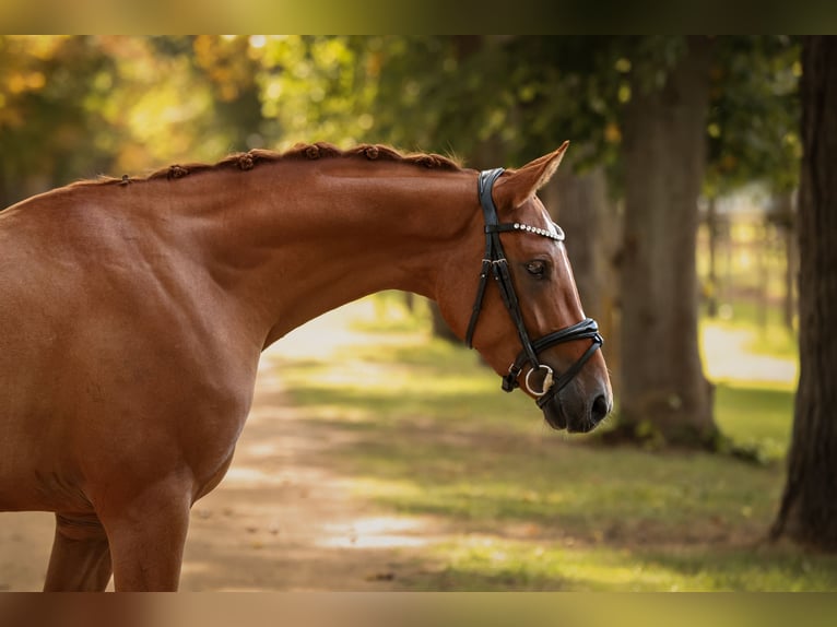 Poney de selle allemand Hongre 3 Ans 147 cm Alezan in Breddin