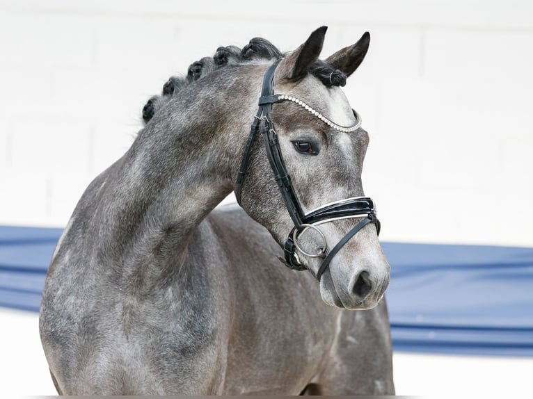 Poney de selle allemand Hongre 3 Ans 147 cm Gris in Marsberg