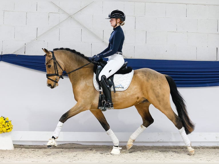 Poney de selle allemand Hongre 3 Ans 147 cm Isabelle in Marsberg Poney de selle allemand Hongre 3 Ans 147 cm Isabelle in Marsberg
