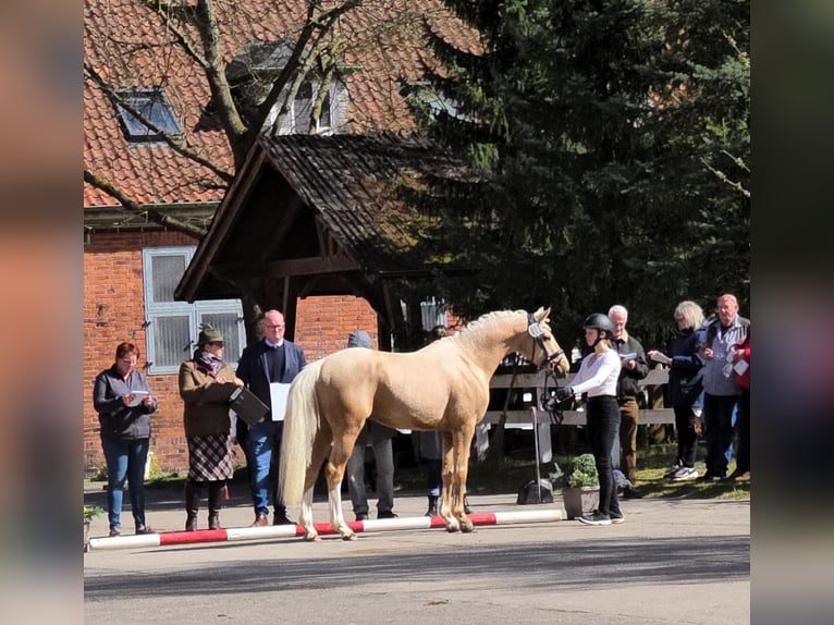 Poney de selle allemand Hongre 3 Ans 147 cm Palomino in Bad Zwischenahn