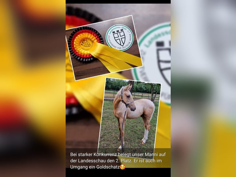 Poney de selle allemand Hongre 3 Ans 147 cm Palomino in Bad Zwischenahn