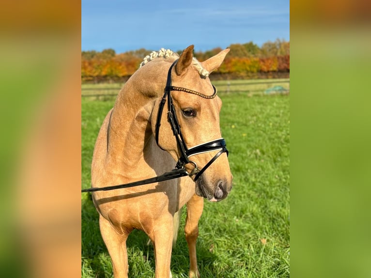 Poney de selle allemand Hongre 3 Ans 147 cm Palomino in Großenkneten