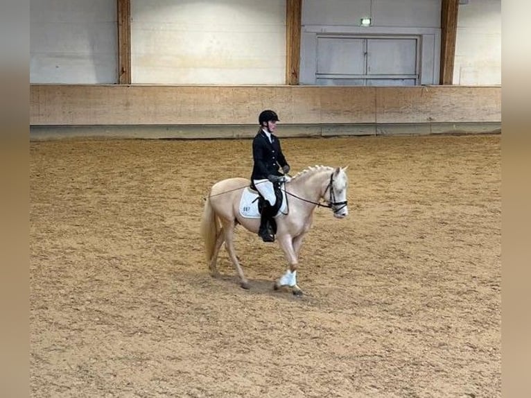 Poney de selle allemand Hongre 3 Ans 147 cm Palomino in H&#xF6;pfingen