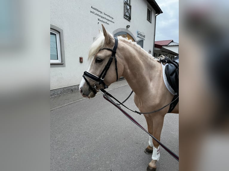 Poney de selle allemand Hongre 3 Ans 147 cm Palomino in H&#xF6;pfingen