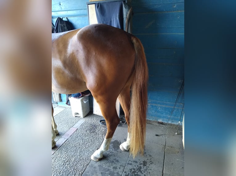 Poney de selle allemand Hongre 3 Ans 148 cm Alezan in Hamminkeln