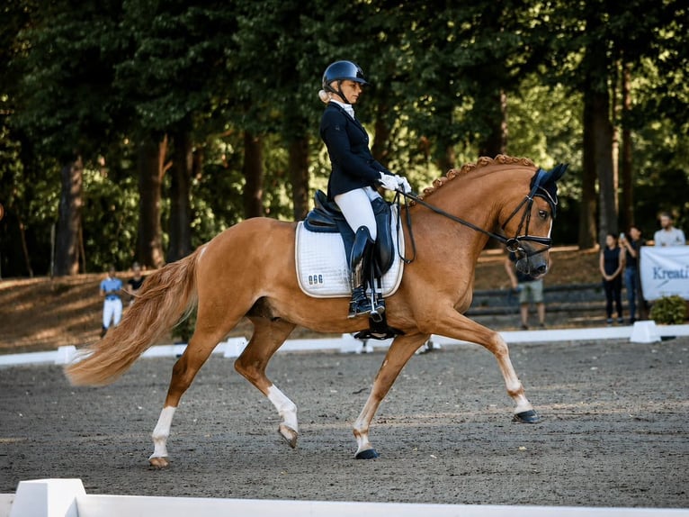 Poney de selle allemand Hongre 3 Ans 148 cm Alezan in Mainz
