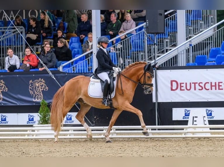 Poney de selle allemand Hongre 3 Ans 148 cm Alezan in Mainz