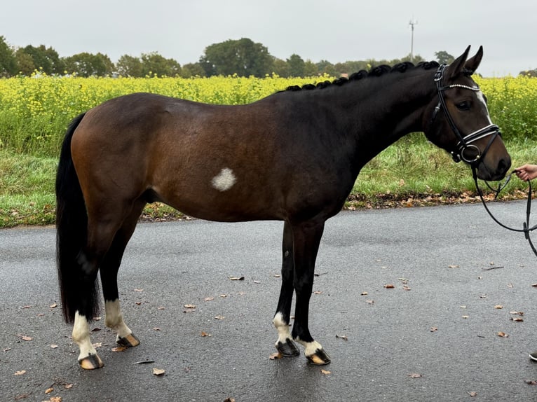 Poney de selle allemand Hongre 3 Ans 148 cm Bai brun in Telgte
