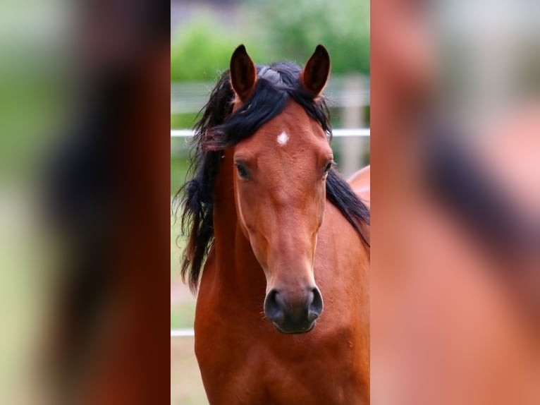 Poney de selle allemand Hongre 3 Ans 148 cm Bai in Bruchhausen-Vilsen
