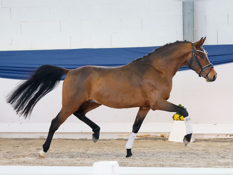 Poney de selle allemand Hongre 3 Ans 148 cm Bai in Marsberg