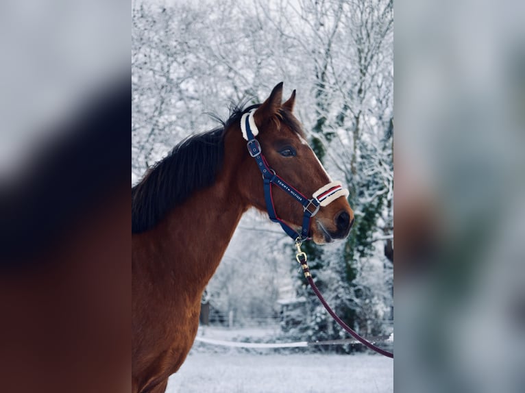 Poney de selle allemand Croisé Hongre 3 Ans 148 cm Bai in Loxstedt