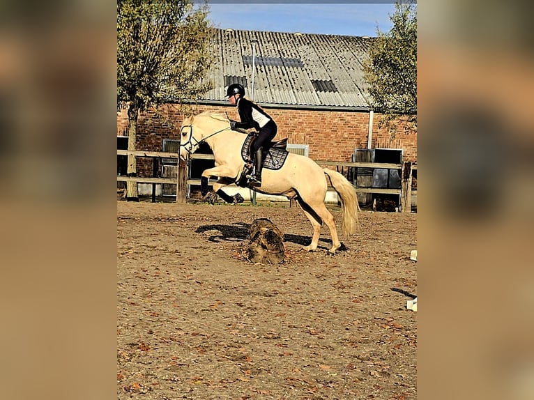 Poney de selle allemand Hongre 3 Ans 148 cm in Kempen