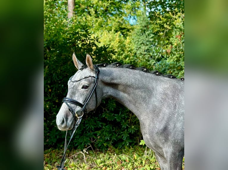 Poney de selle allemand Hongre 3 Ans 148 cm Gris in D&#xF6;tlingen