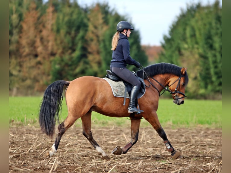 Poney de selle allemand Hongre 3 Ans 148 cm Isabelle in Wildeshausen
