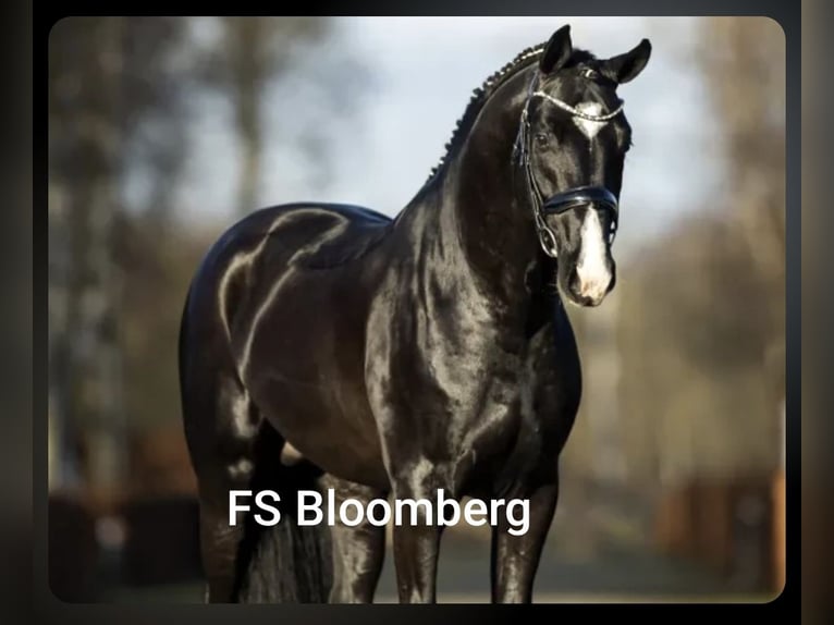 Poney de selle allemand Hongre 3 Ans 148 cm Noir in Leps