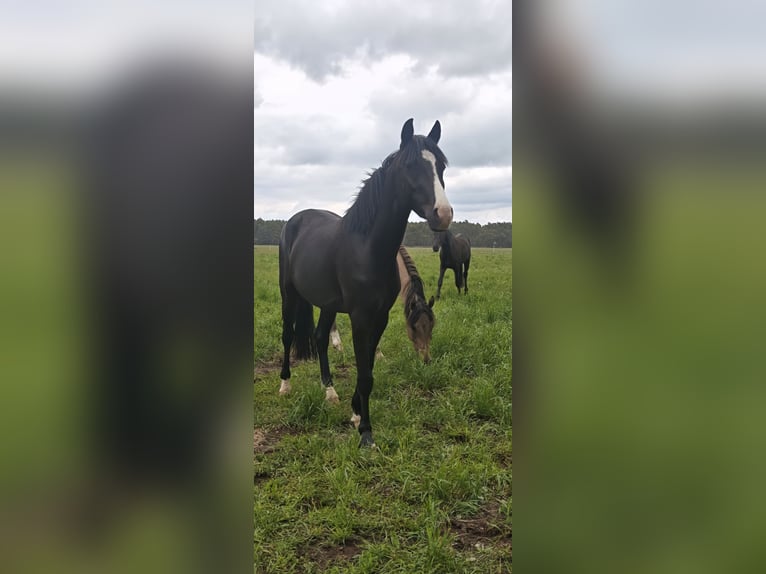 Poney de selle allemand Hongre 3 Ans 148 cm Noir in Leps