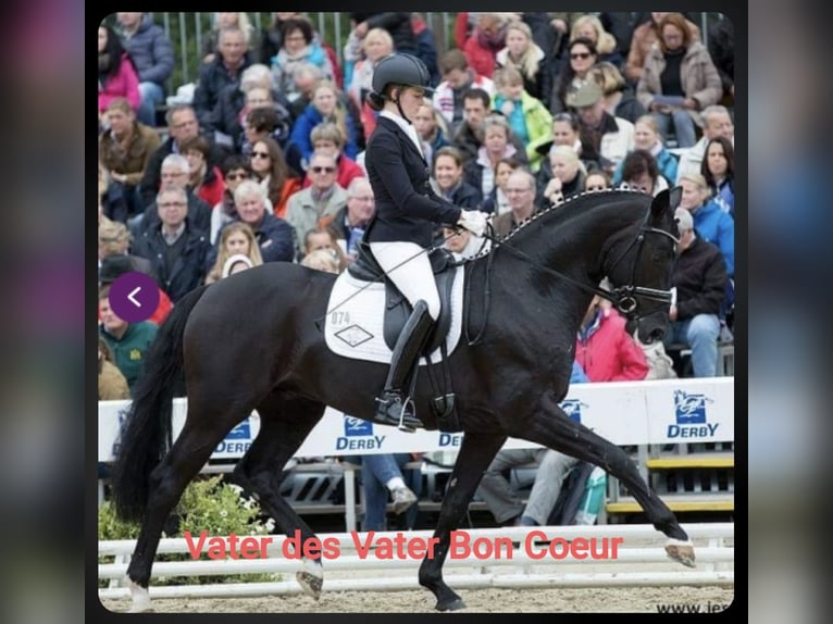 Poney de selle allemand Hongre 3 Ans 148 cm Noir in Leps