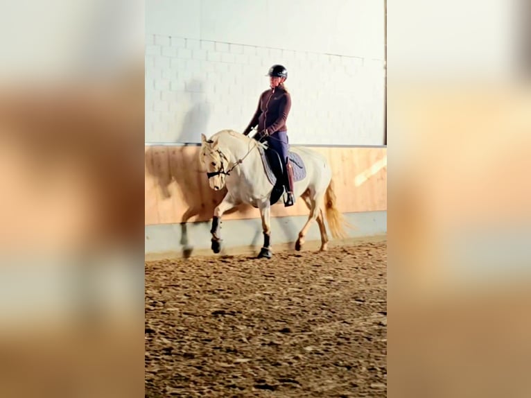Poney de selle allemand Hongre 3 Ans 148 cm Palomino in Kempen