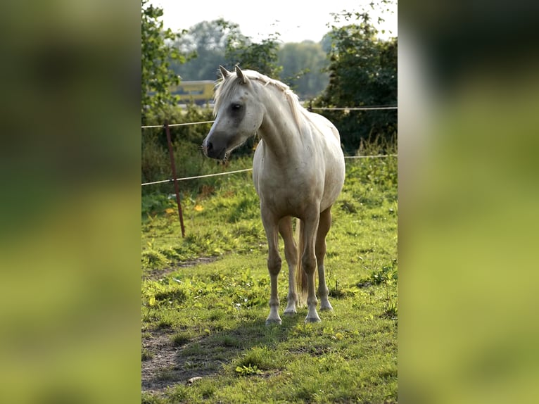 Poney de selle allemand Hongre 3 Ans 148 cm Palomino in Neustadt-Glewe