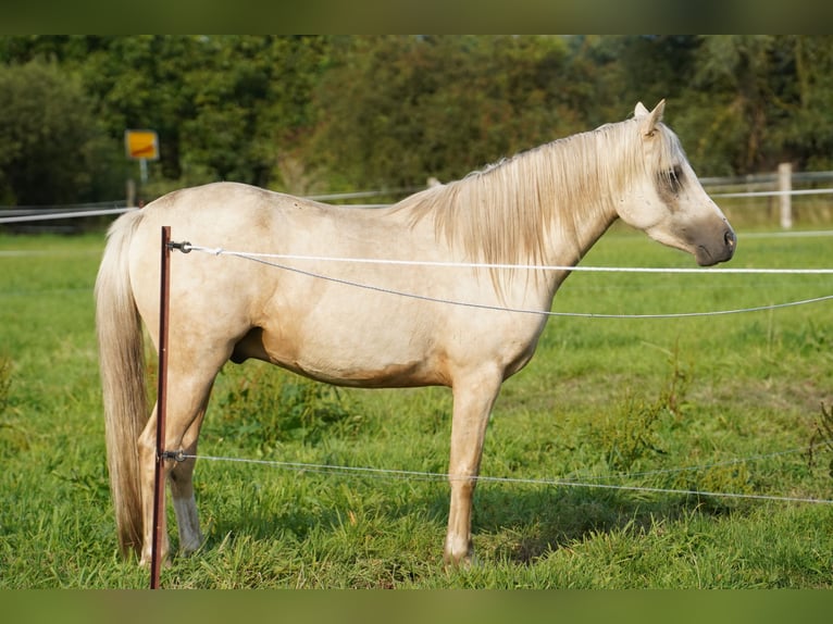 Poney de selle allemand Hongre 3 Ans 148 cm Palomino in Neustadt-Glewe