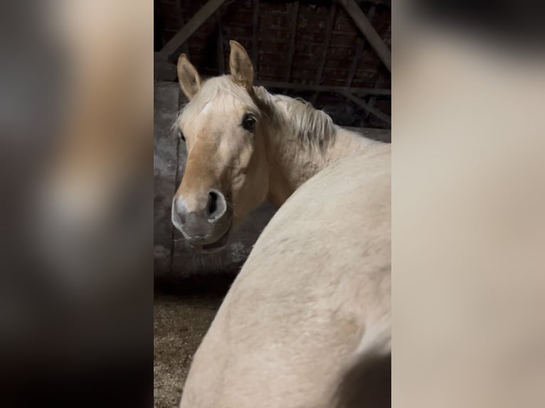 Poney de selle allemand Hongre 3 Ans 148 cm Palomino in Großheide Westerende
