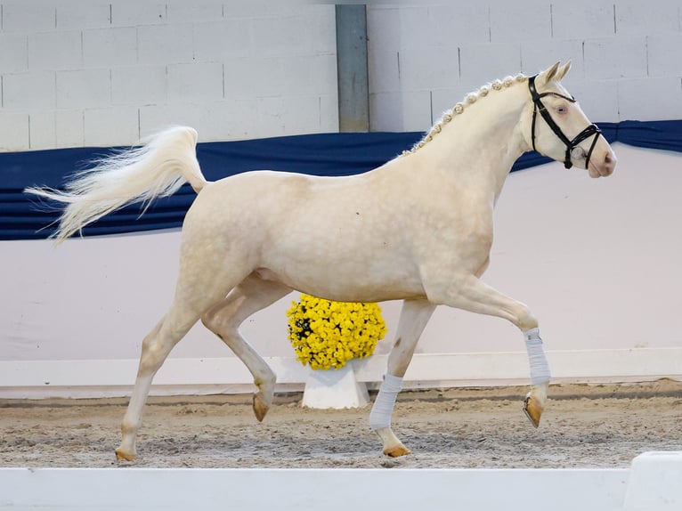Poney de selle allemand Hongre 3 Ans 149 cm Perlino in Marsberg
