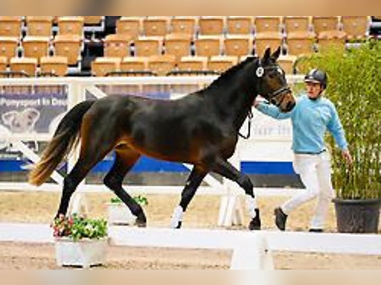 Poney de selle allemand Hongre 3 Ans 150 cm Bai brun in Heidekamp