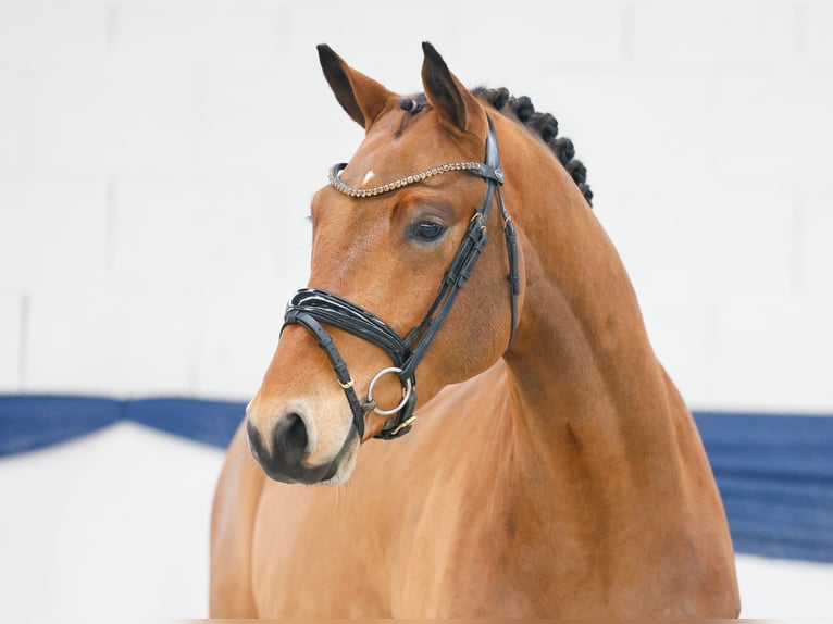 Poney de selle allemand Hongre 3 Ans 150 cm Bai in Marsberg
