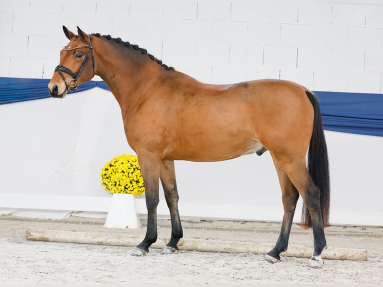 Poney de selle allemand Hongre 3 Ans 150 cm Bai in Marsberg