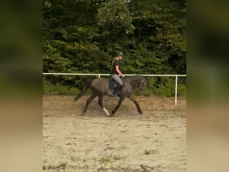 Poney de selle allemand Hongre 3 Ans 150 cm Gris in Hamersen