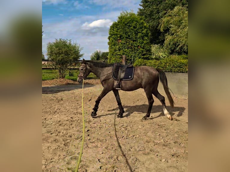Poney de selle allemand Hongre 3 Ans 150 cm Peut devenir gris in D&#xF6;tlingen