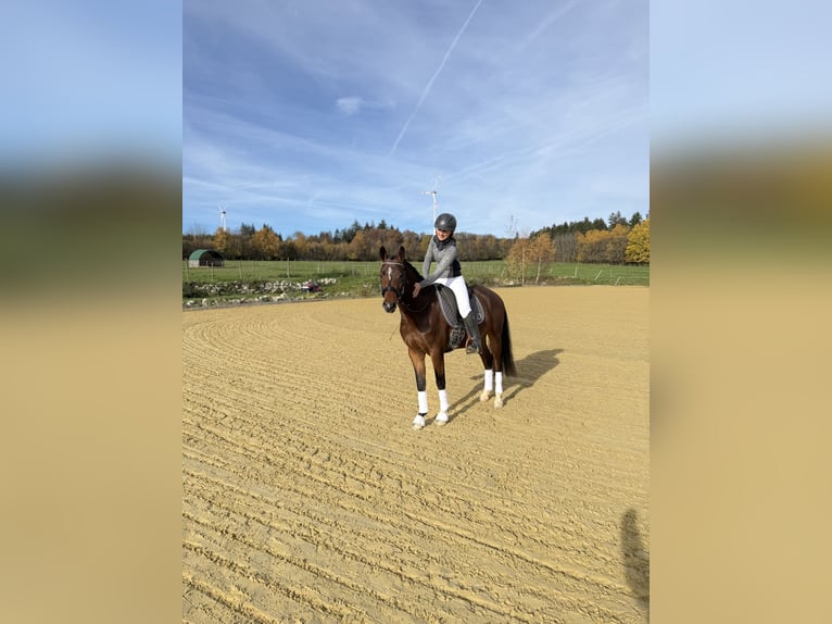 Poney de selle allemand Hongre 3 Ans 151 cm Bai in Heinzenbach