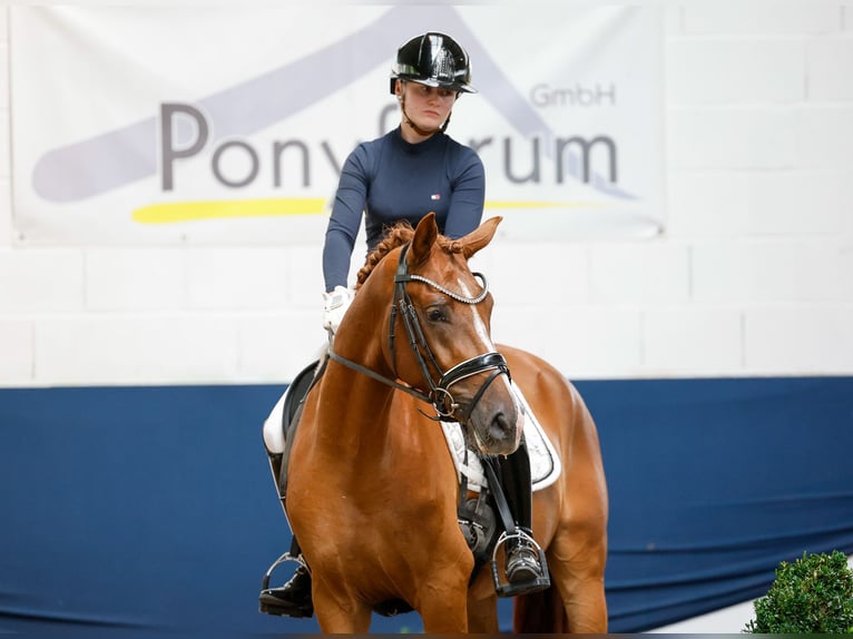 Poney de selle allemand Hongre 3 Ans 152 cm Alezan in Marsberg