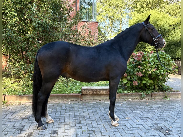 Poney de selle allemand Hongre 3 Ans 152 cm Bai in Ennigerloh