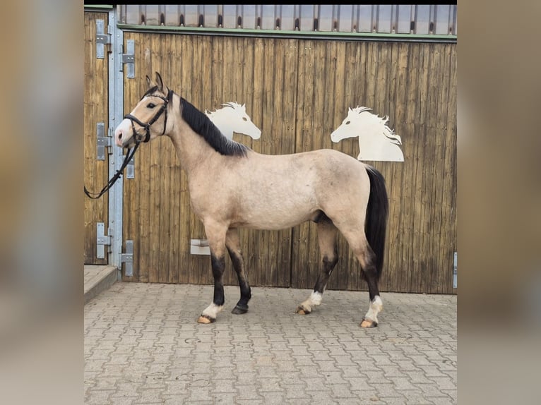 Poney de selle allemand Hongre 3 Ans 152 cm Buckskin in Perleberg OT Quitzow