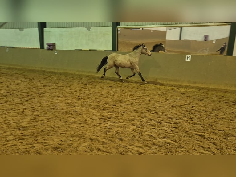 Poney de selle allemand Hongre 3 Ans 152 cm Buckskin in Perleberg OT Quitzow