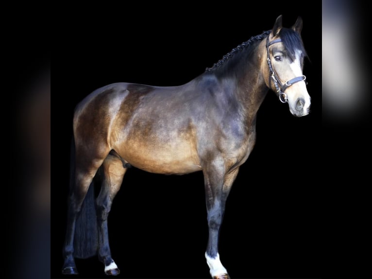 Poney de selle allemand Hongre 3 Ans 152 cm Isabelle in Landsberg