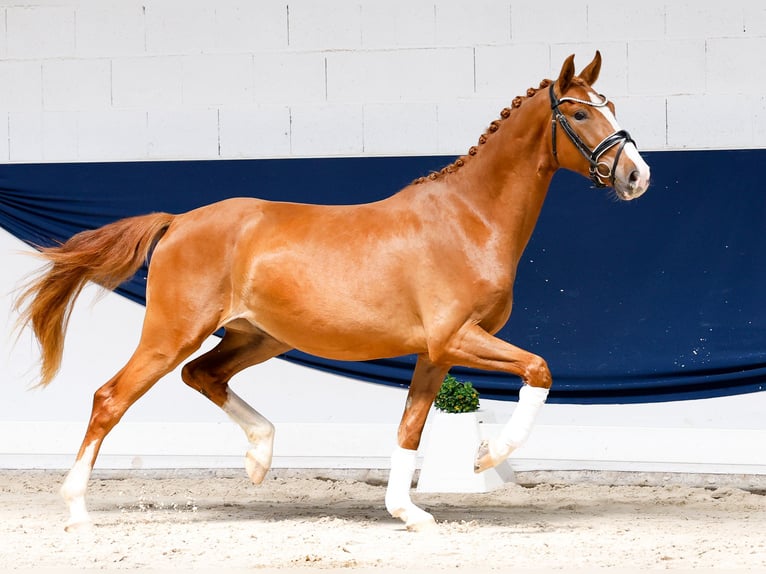 Poney de selle allemand Hongre 3 Ans 153 cm Alezan in Marsberg