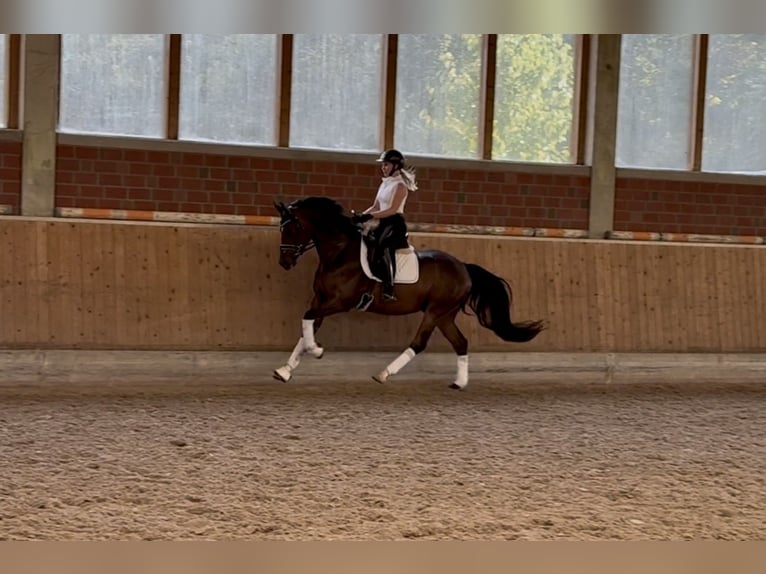 Poney de selle allemand Hongre 3 Ans 153 cm Bai brun in Wallenhorst