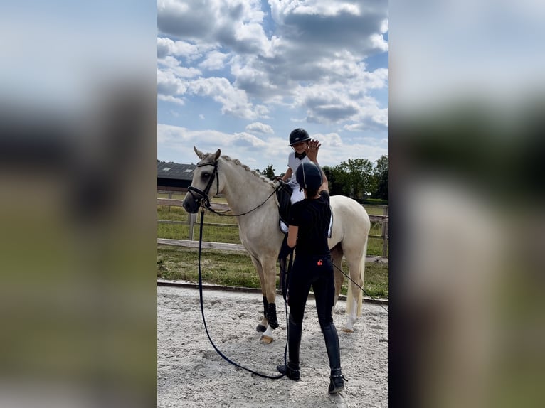 Poney de selle allemand Hongre 3 Ans 153 cm Palomino in Ospel