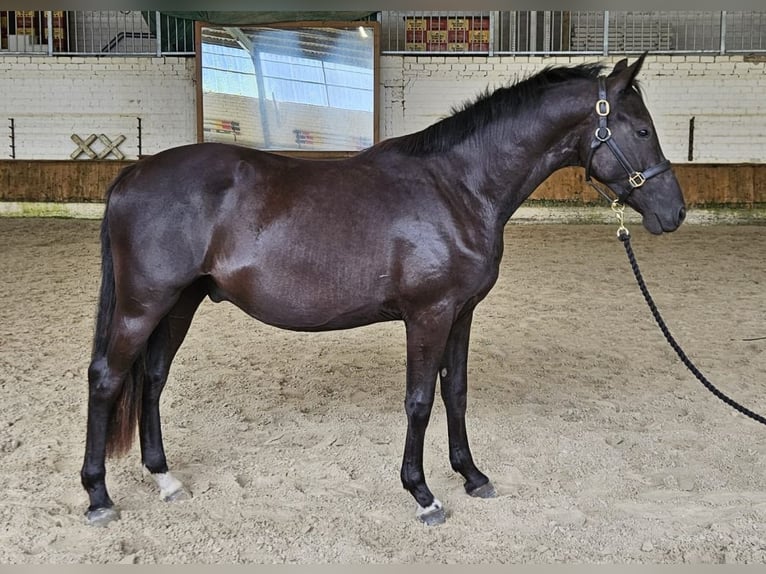 Poney de selle allemand Hongre 3 Ans 154 cm Bai brun foncé in Raddestorf