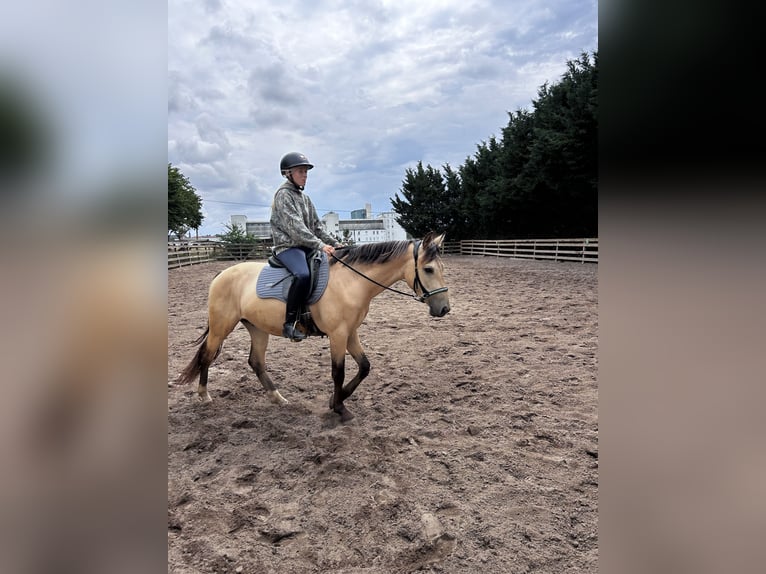 Poney de selle allemand Hongre 3 Ans 154 cm Buckskin in Könnern