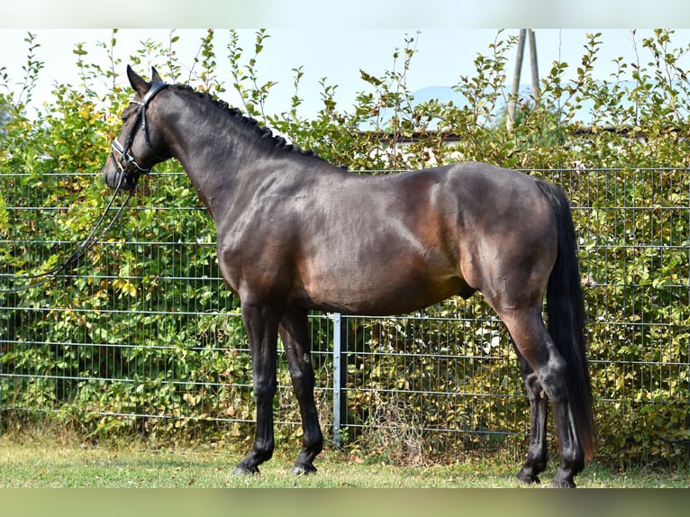 Poney de selle allemand Hongre 3 Ans 155 cm Bai brun in Klötze